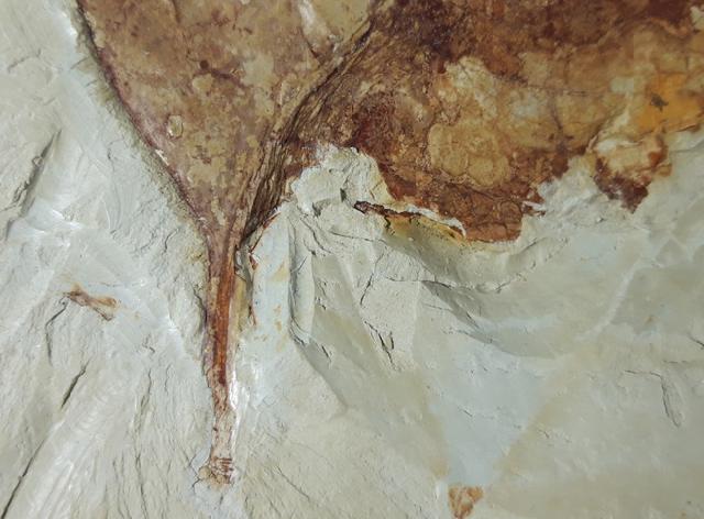 Zelkova zelkovifolia (UNGER 1843) & Daphnogene polymorpha ETTING - Bild © FossNet FossilienStore